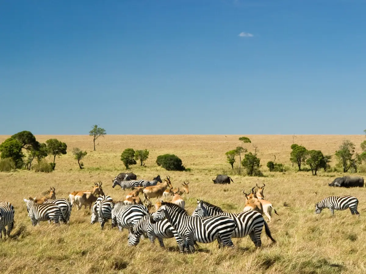 Explore Kenya and East Africa with expertly planned safari and holiday packages from Aulus Tours & Travel LTD, Nairobi, Kenya