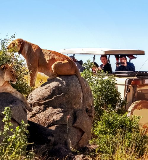 Africa, Tanzania, Serengeti National Park - March 2016: Jeep tourists photograph the pride of the lions.